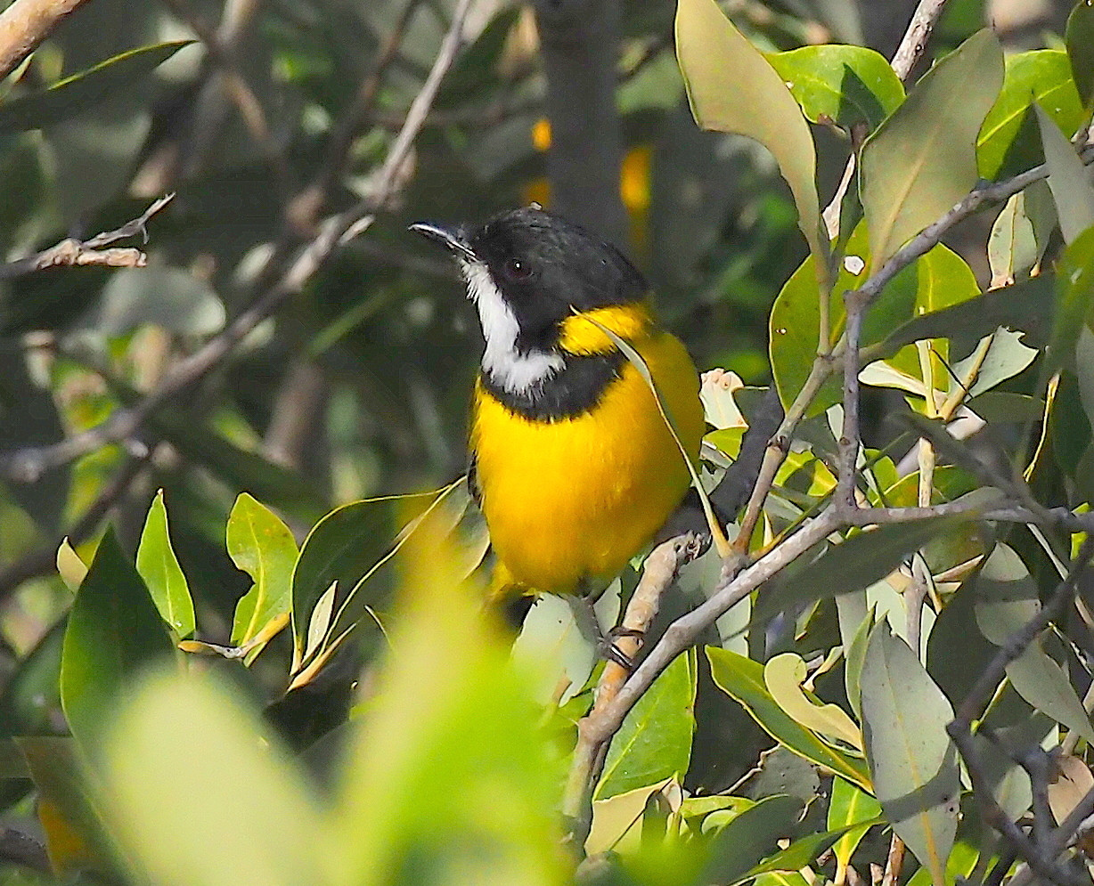image Mangrove Golden Whistler